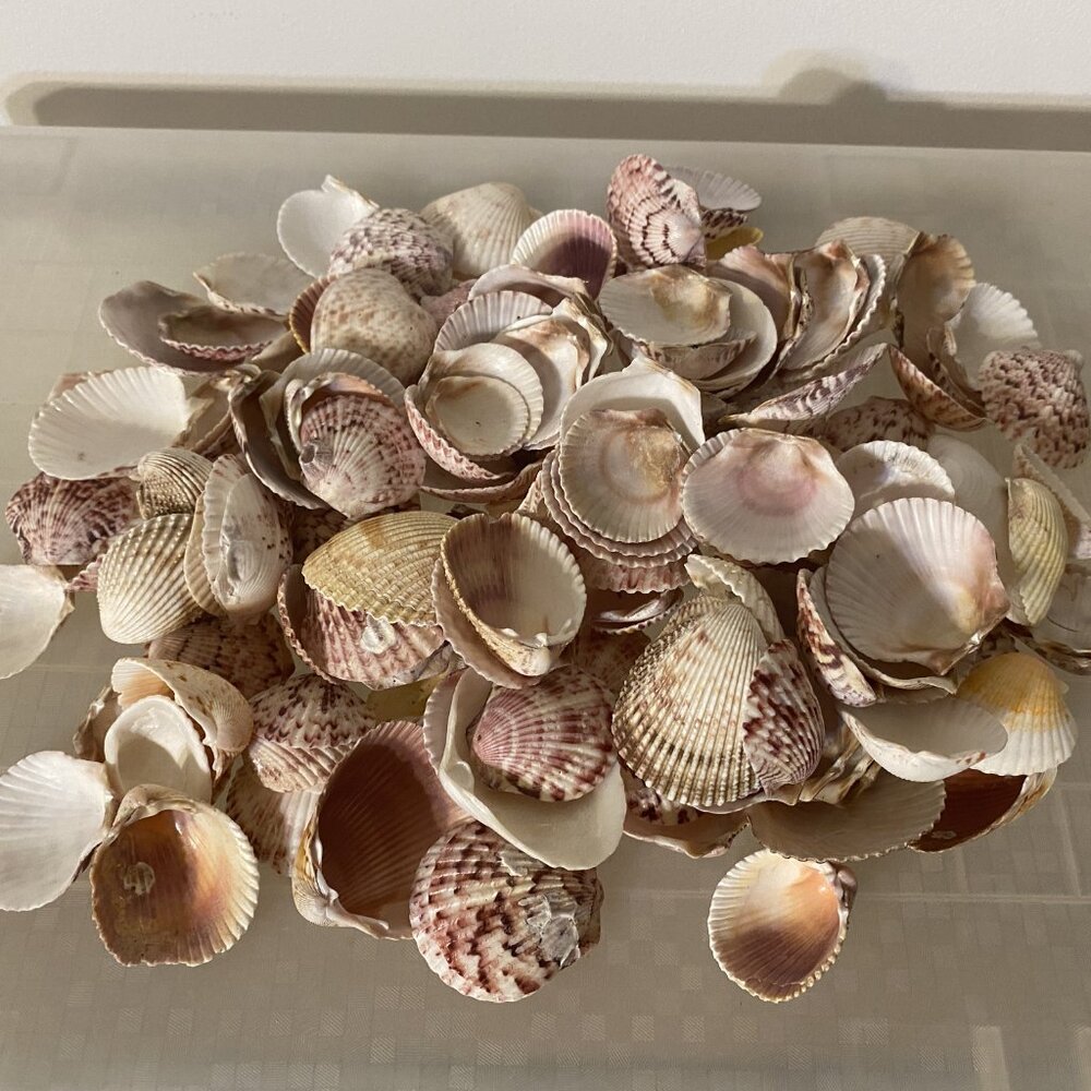 Seashell Symphony / Assortment - Picture 3 of 10